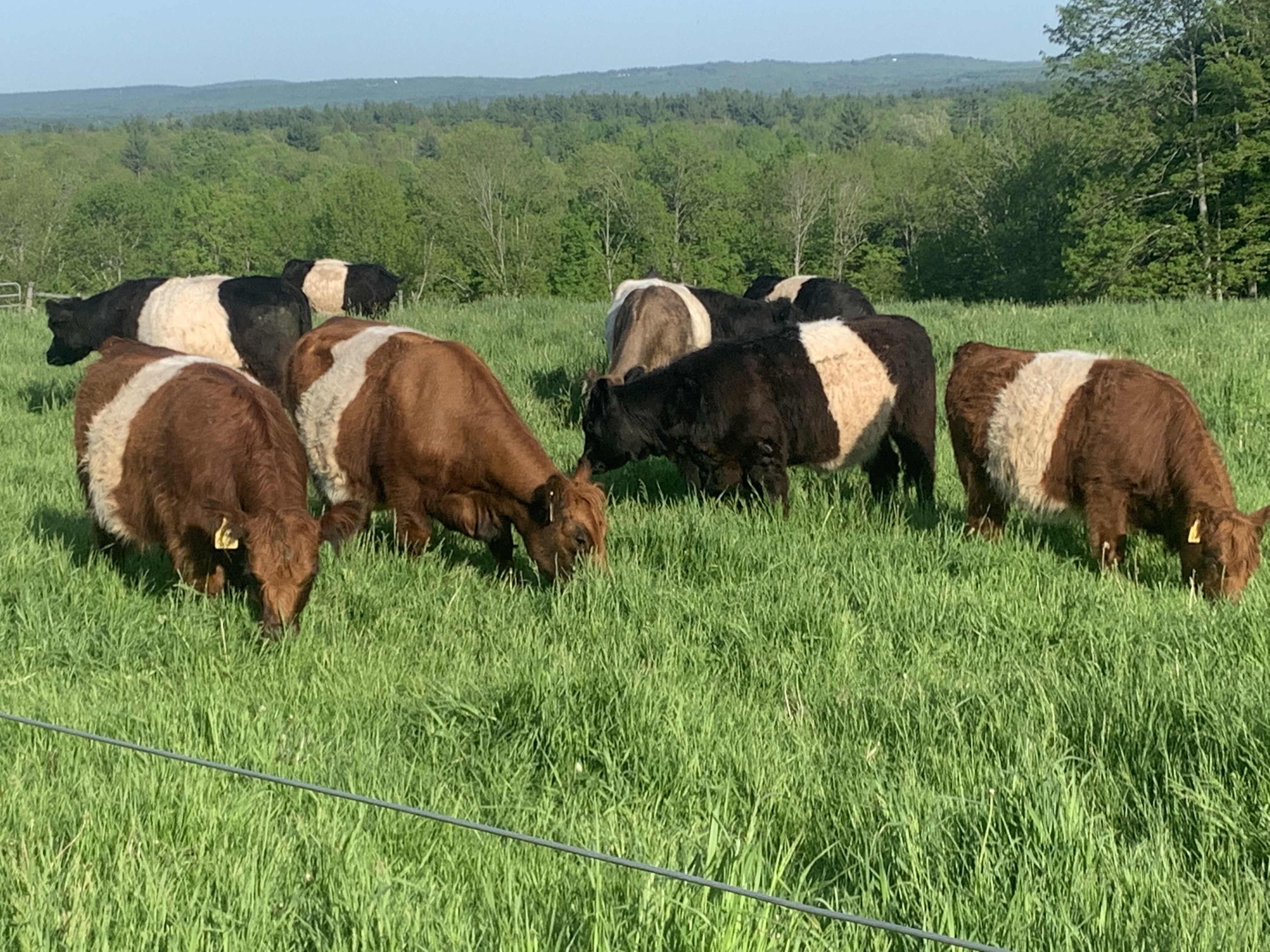Registered Belted Galloway Heifers